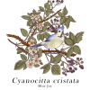 Blue Jay