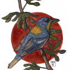 Northen Parula