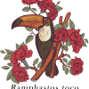 Toucan